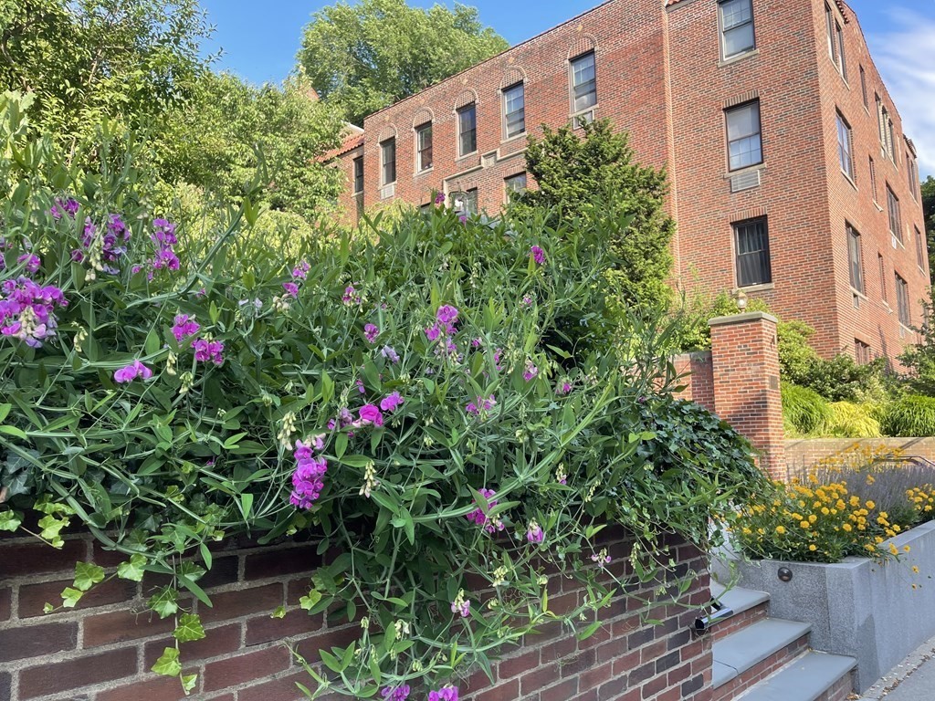 311 Tappan Street #1 - Brookline, MA