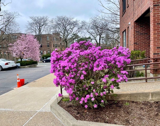 51 John St #201 - Brookline, MA