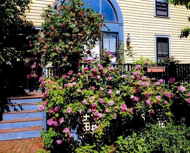 71 Abbottsford 71 Abbottsford - Brookline, MA
